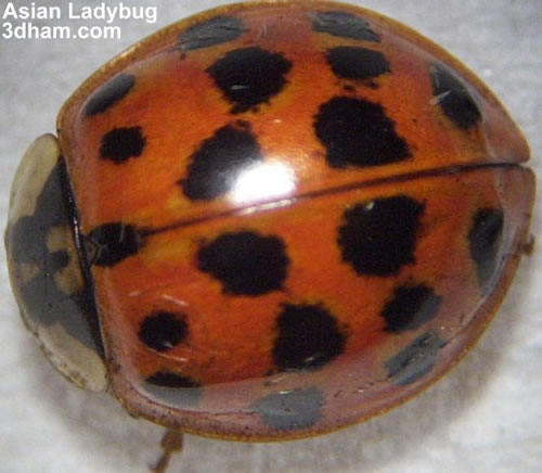 This ladybug has tons of spots.