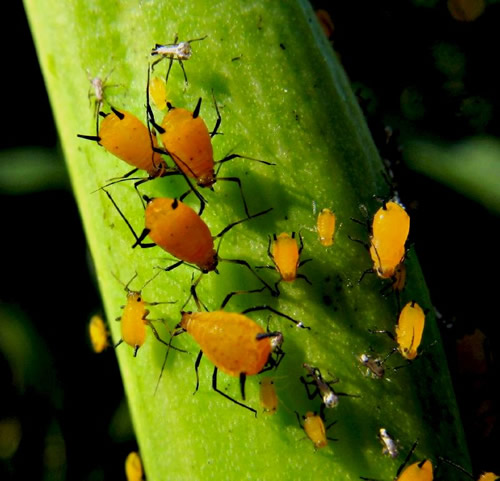 These Aphids are a serious plant pest.
