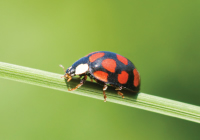 Is a black ladybird with red spots poisonous
