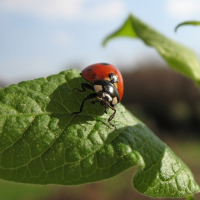 Tons for amazing ladybug facts in this interesting article full of the best facts.