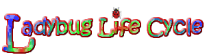 Articles covering the life cycle of a Ladybug including fun facts, anatomy and more.