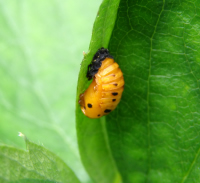 Articles covering the life cycle of a Ladybug including fun facts, anatomy and more.
