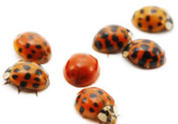 Have you wondered why ladybugs have spots? This article explains it, photos too!