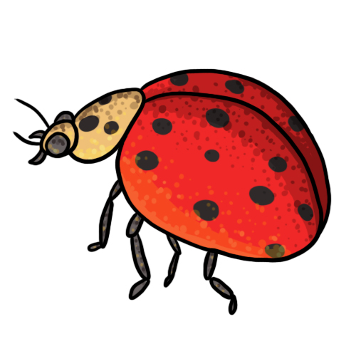 Ladybug Clip Art 15