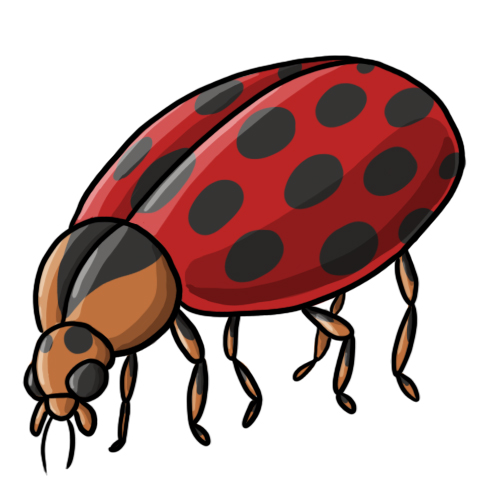 Ladybug Clip Art 19