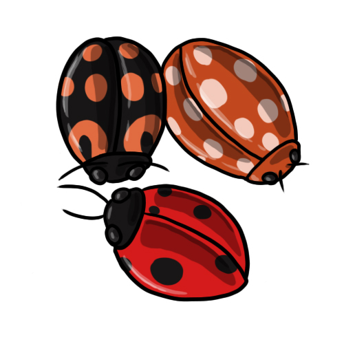 Ladybug Clip Art 7