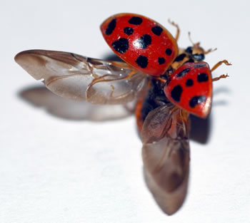 Incredible Insects, Google Search, Insects Bugs, Ladybugs ladybug wing diagram 